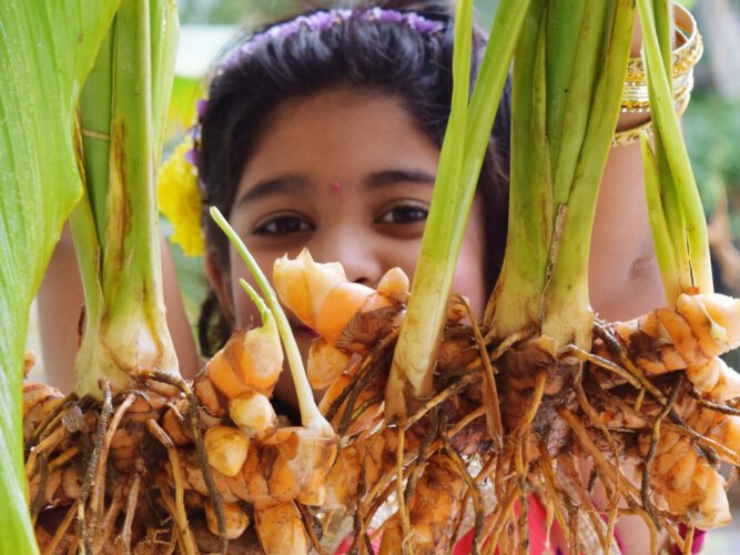The Health Benefits of Turmeric